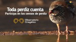 Tota perdiu compta, campanya de censos per assegurar el futur de la conservació i caça de la perdiu vermella
